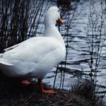 Goose looking away